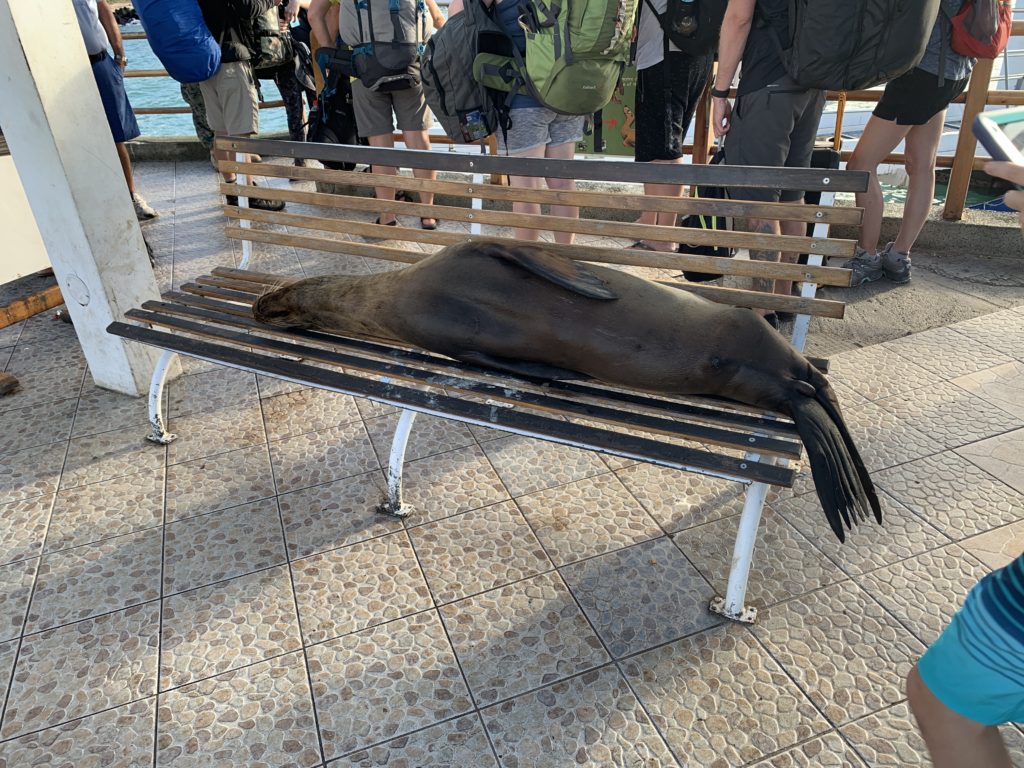 Galapagos Sea Lion relaxing on bench on pier.