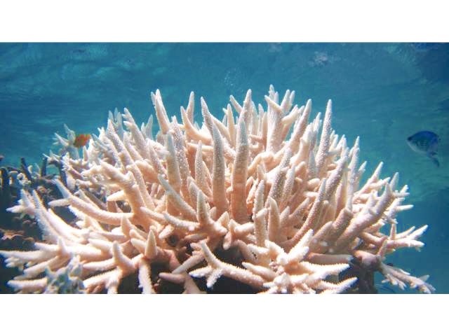 A picture of bleached out coral.