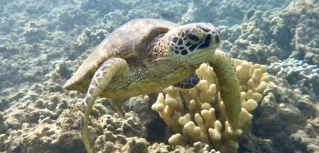 Turtle in healthy coral