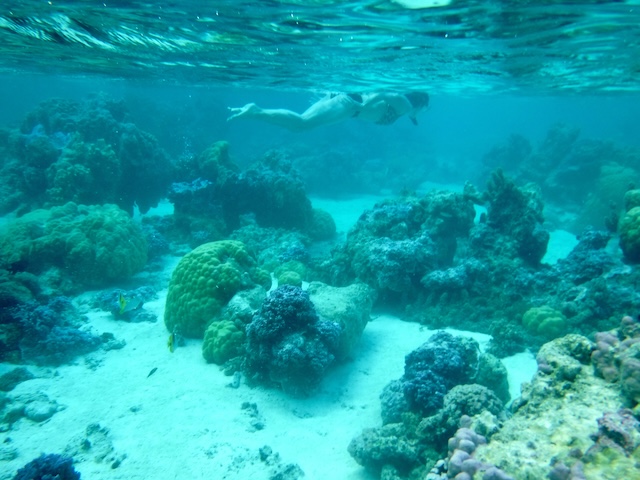 Coral in Bora Bora